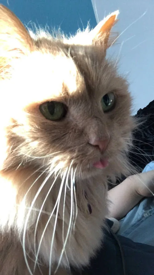 女子去寵物收容所尋求“最難領養的貓”,把一隻16歲的橘貓帶回家 女子去寵物收容所尋求“最難領養的貓”,把一隻16歲的橘貓帶回家