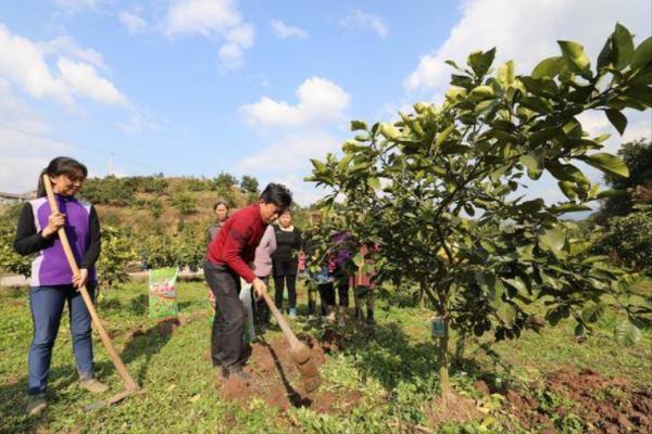 果樹秋肥施不對，花錢又受罪，如何科學合理地秋施基肥？