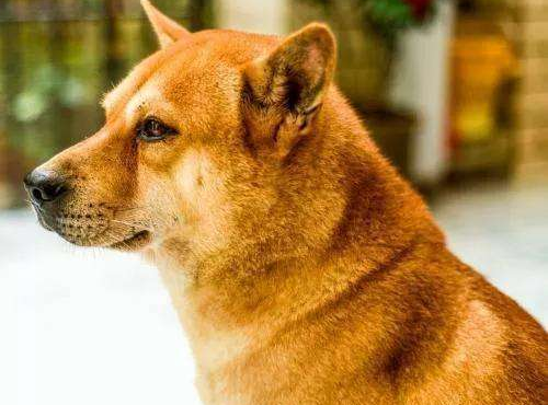 別亂說！田園犬並不土，中華“6大神犬”亮相