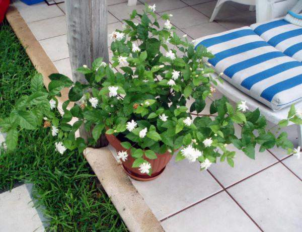 1月養茉莉，牢記“1剪1補”，春天一到花開不斷，驚喜連連