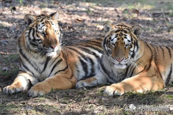 今年的一切以&OpenCurlyDoubleQuote;大橘&rdquo;為重