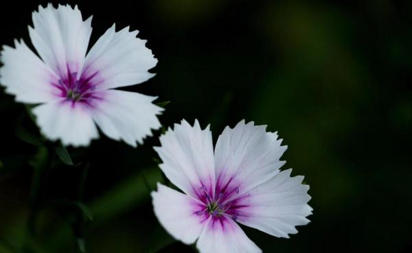 40歲後,4個星座女,想法多、肯拼搏,默默努力,競爭力十足 40歲後,4個星座女,想法多、肯拼搏,默默努力,競爭力十足