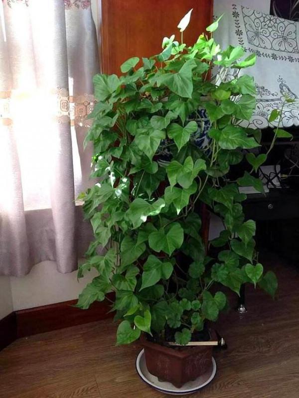 “100種花”適合養在陽臺上，一個比一個好看，還很好養護