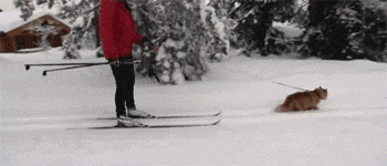 給大家看一下戰鬥民族是怎樣吸貓的？彪悍的貓咪能拉雪橇敢揍熊