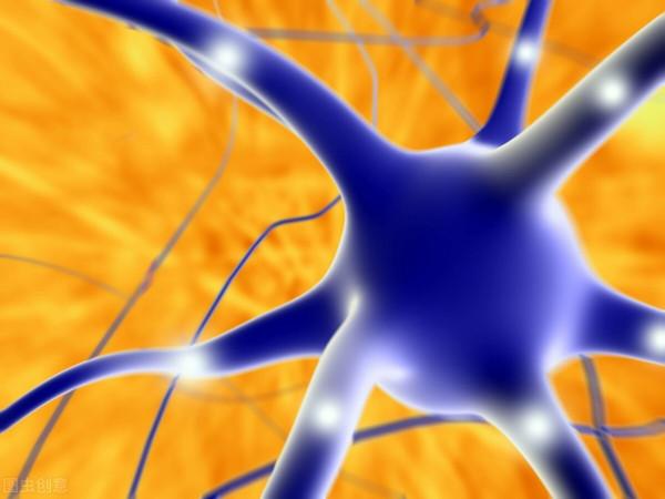 幹細胞研究：幹細胞可分化為神經細胞，並改善脊髓損傷的功能恢復