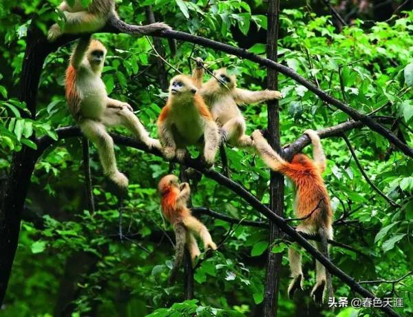 辛苦半月，十二生肖七絕版終於全部寫完，謝謝友友們的陪伴和唱和