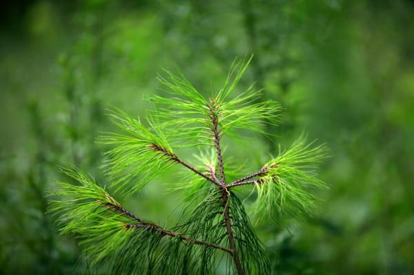 拯救保護極小種群物種行動,雲南很用心 拯救保護極小種群物種行動,雲南很用心