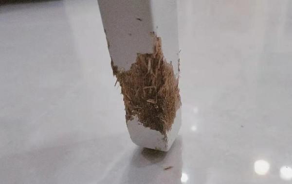 我們的小可愛~小叮噹出場啦 我們的小可愛~小叮噹出場啦