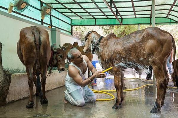 印度富豪拋棄妻子和兩個孩子,花18萬跟母牛結婚,多瘋狂才能這樣 印度富豪拋棄妻子和兩個孩子,花18萬跟母牛結婚,多瘋狂才能這樣