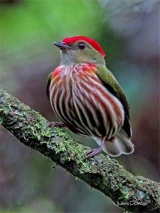 鴻運當頭,好運飛來 鴻運當頭,好運飛來