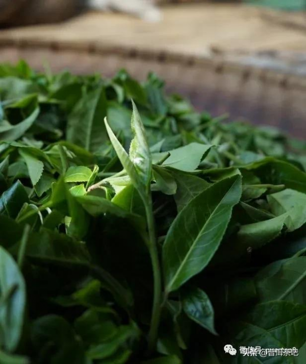 「乾貨分享」詳解易武颳風寨普洱茶