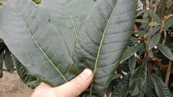 為啥枇杷葉比枇杷值錢，用它煮水止咳平喘，家中常備好幫手