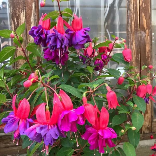 花朵喜慶熱鬧的7種開花盆栽，開花時像掛滿了紅燈籠