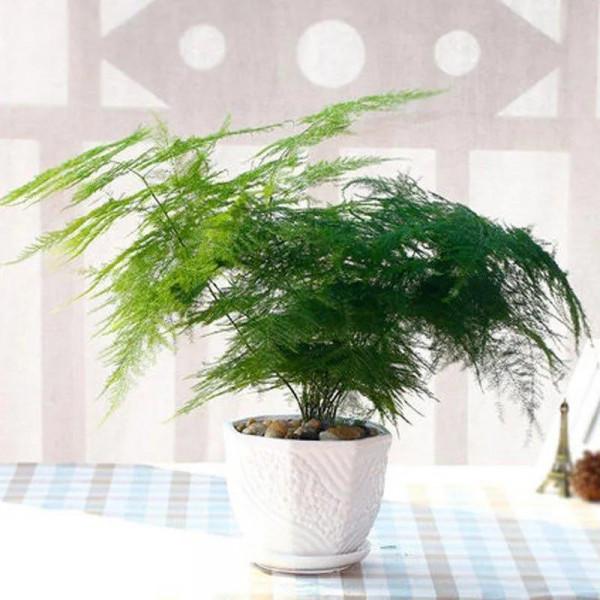 四種花的擺放順序，你知道嗎？