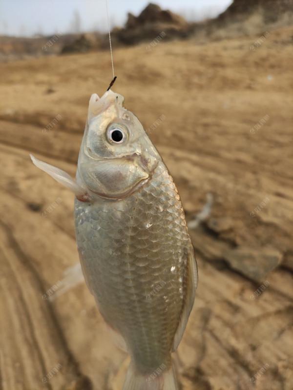 虎年首釣告捷！開竿見板鯽，迎來小爆護