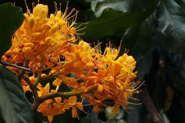 植物非試管高效快繁——中國無憂花 植物非試管高效快繁——中國無憂花