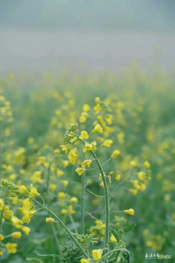 今天，宜到玉溪的油菜花田感受春天