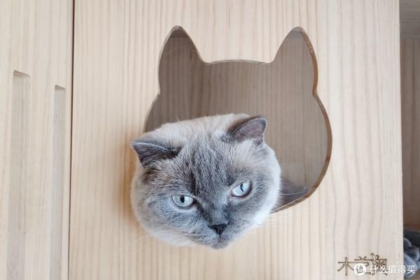 養三隻貓是一種怎樣的體驗？過來人的養貓（勸退）指南