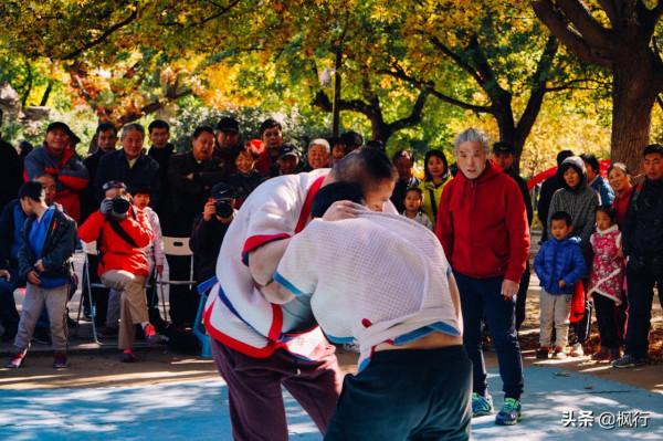 再有半個月，北京將迎來最美的季節，12個銀杏寶藏地，附機位攻略