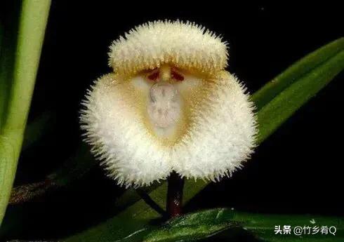 奇形怪狀的漂亮蘭花