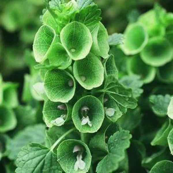 「綠花」 綠葉常見綠花不常見，這些你都見過嗎？花與葉爭豔