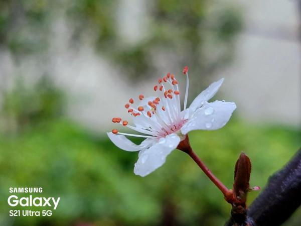花花世界知多少？春天還有一種非常美的不太為人知為人道的花