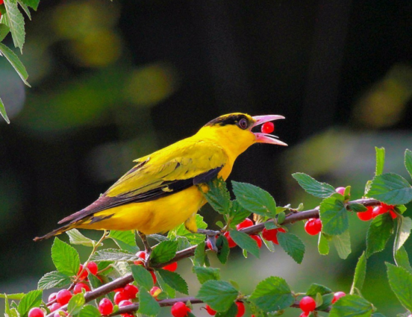青黃兩種鳥，都是山間的精靈，誰更符合你的審美觀？