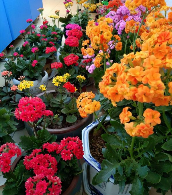 6種“漂亮花”,天生不怕“冷”,現在養錯不了 6種“漂亮花”,天生不怕“冷”,現在養錯不了