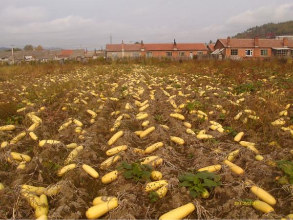黑龍江大爺種植西葫蘆，一年銷售額高達一億，帶上千戶農民致富