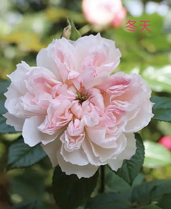 木村卓功及木村系列月季品種（4）