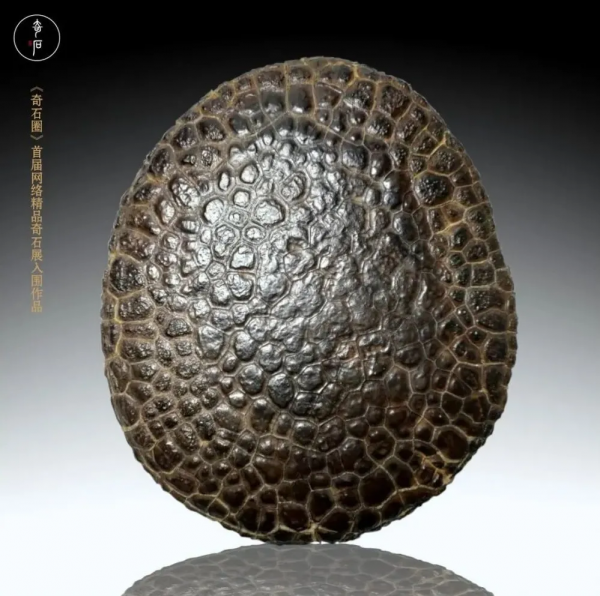 淺談龜紋石的賞玩 淺談龜紋石的賞玩