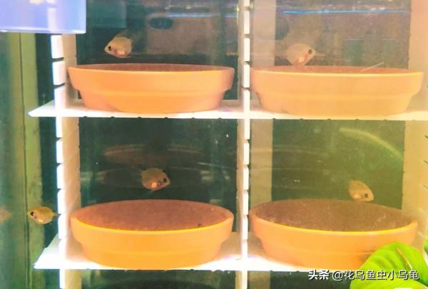 金波子怎麼養?超級可愛的小魚你值得擁有 金波子怎麼養?超級可愛的小魚你值得擁有