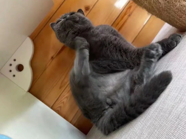 《論“肚腩”對小貓咪的重要性》