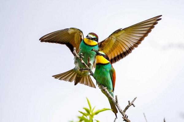 照片故事~黃喉蜂虎 照片故事~黃喉蜂虎