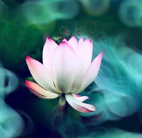 描寫荷花的優美語句，你喜歡哪句？