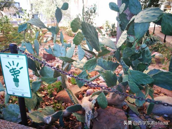 得克薩斯州的那些多肉植物——仙人掌
