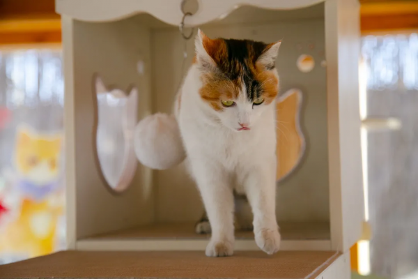 歲末大掃除，小米來監督