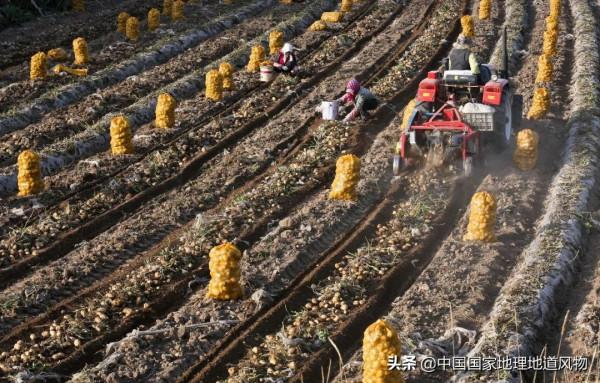 甘肅人的命,都是土豆給的 甘肅人的命,都是土豆給的