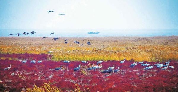 林草科普|斑海豹提前一月回到遼河口 林草科普|斑海豹提前一月回到遼河口