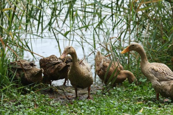 太乙池中觀麻鴨