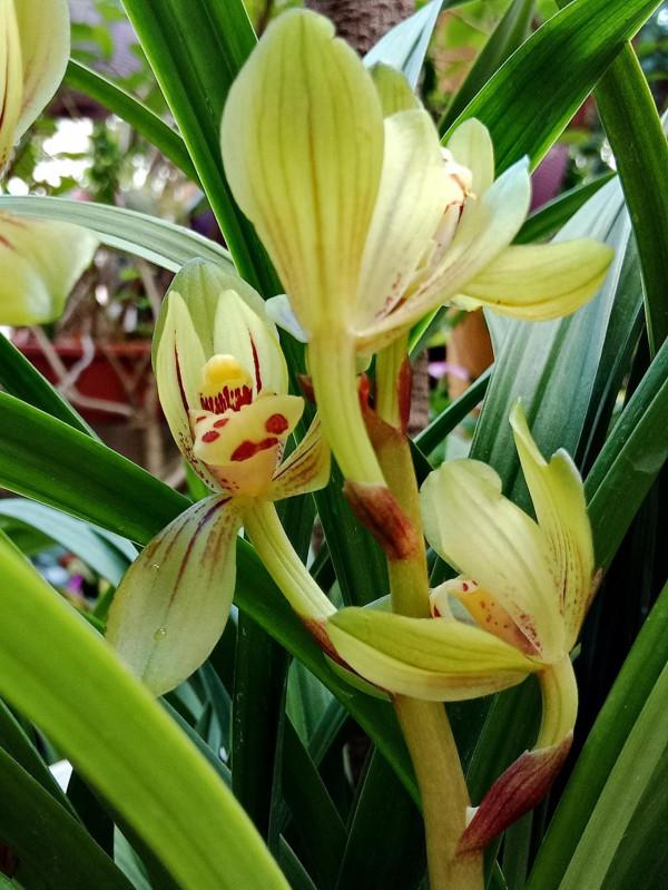 #陽臺小花園#又添新品種