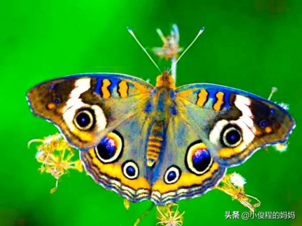 分享圖片-五顏六色的蝴蝶