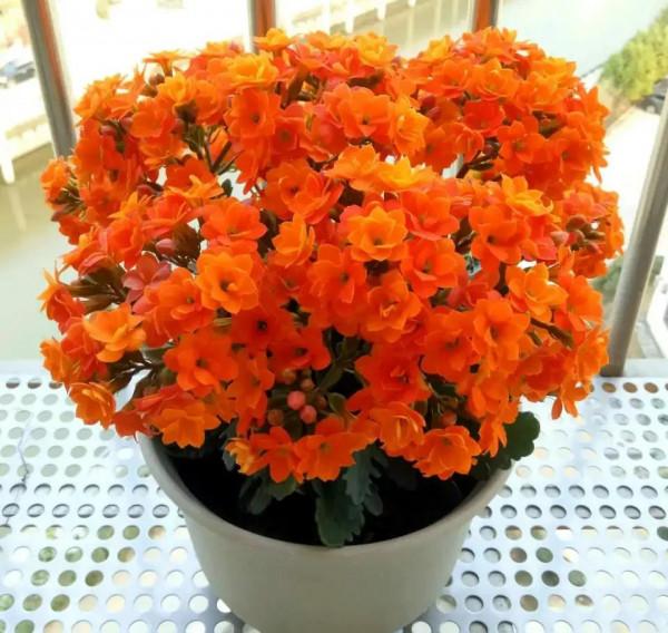 利於健康的吉祥花,建議從這12種裡面選擇,好養大氣有旺宅的寓意 利於健康的吉祥花,建議從這12種裡面選擇,好養大氣有旺宅的寓意