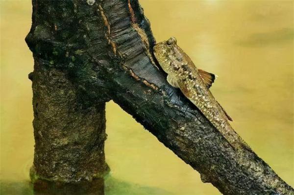 跳跳魚:我為了上岸跳了3億年,卻還是跳進了你們人類的廚房 跳跳魚:我為了上岸跳了3億年,卻還是跳進了你們人類的廚房