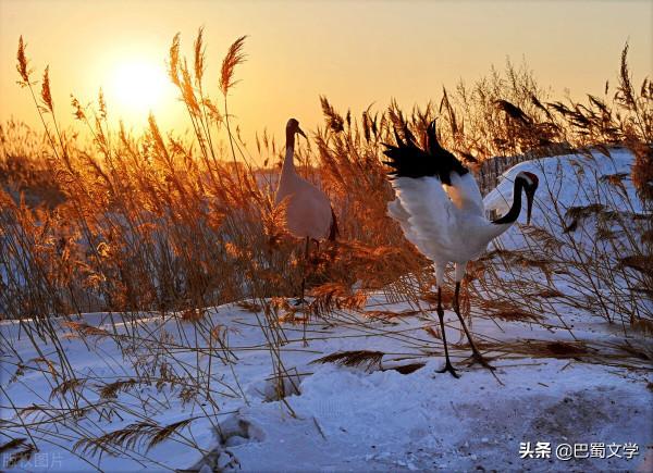 散文:冬日詩韻 散文:冬日詩韻