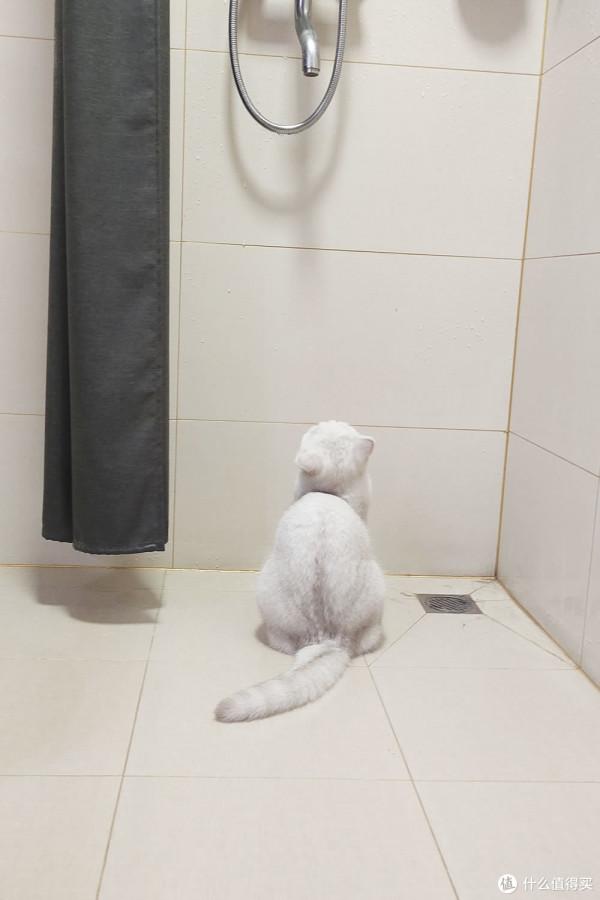 養三隻貓是一種怎樣的體驗？過來人的養貓（勸退）指南