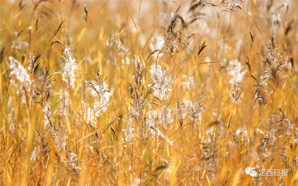 無須遠行！定西湖，人間秋色