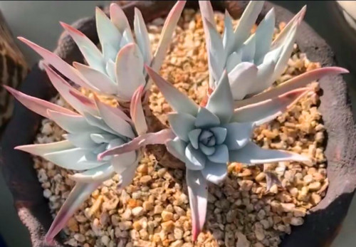 多肉品種：小雪衣、小球玫瑰、狂野男爵、墨西哥雪球、卡爾夕科拉