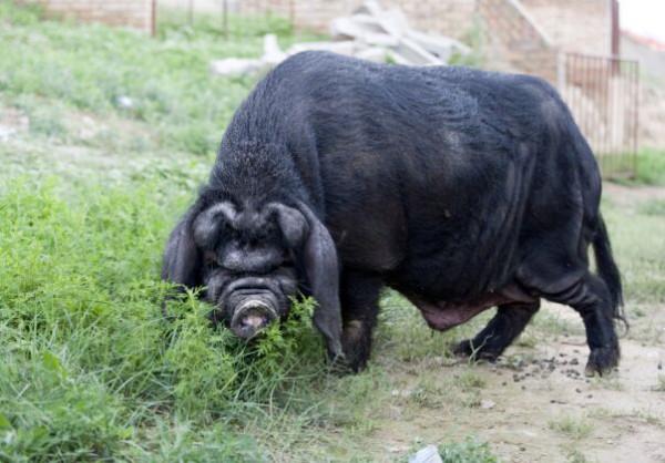 國內常見豬的種類，有些特能生，有些特能長，你都認識嗎？