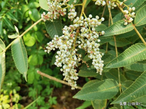 農村這25種能吃的野果都是童年的回憶,現在越來越少你還記得嗎? 農村這25種能吃的野果都是童年的回憶,現在越來越少你還記得嗎?